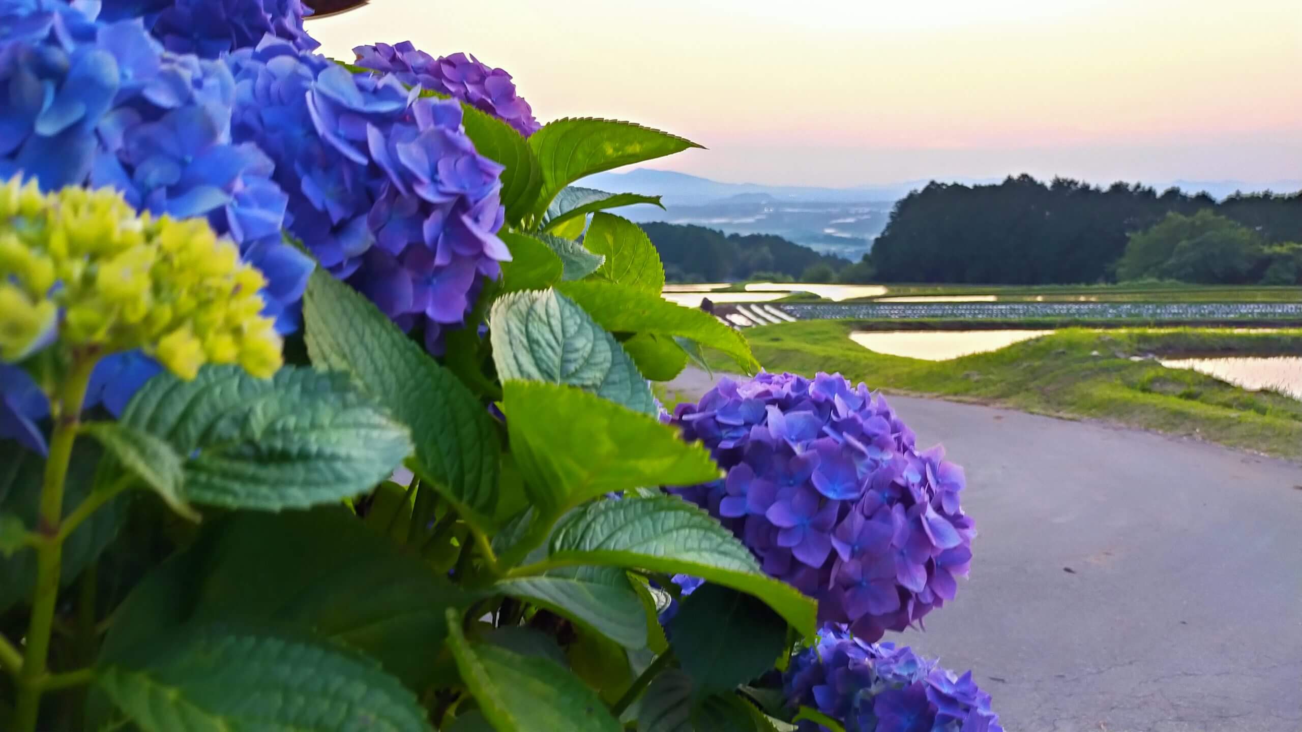 紫陽花と棚田