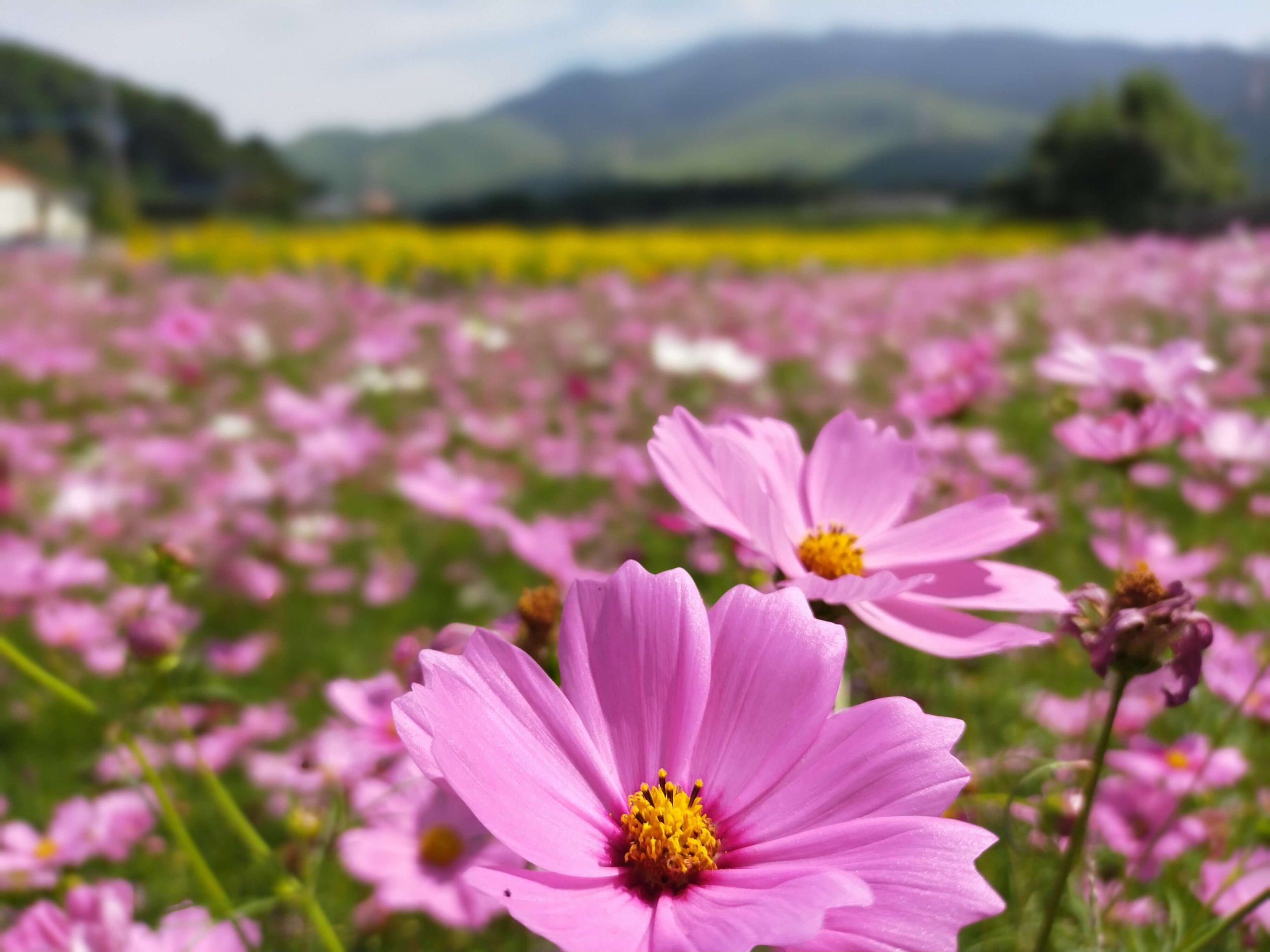 向日葵と秋桜