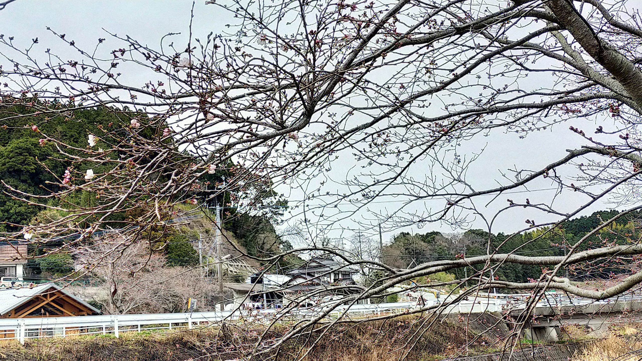 木山川沿いの桜開花前