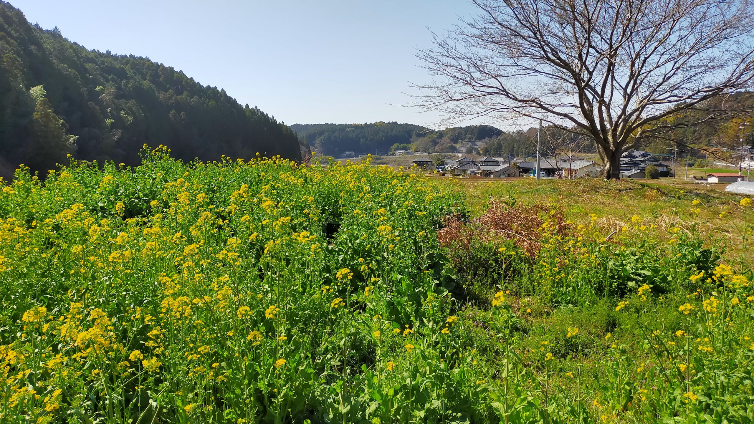 木山川沿い 菜の花