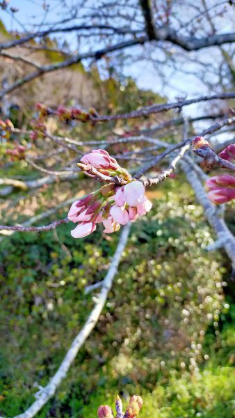 布田地区の桜