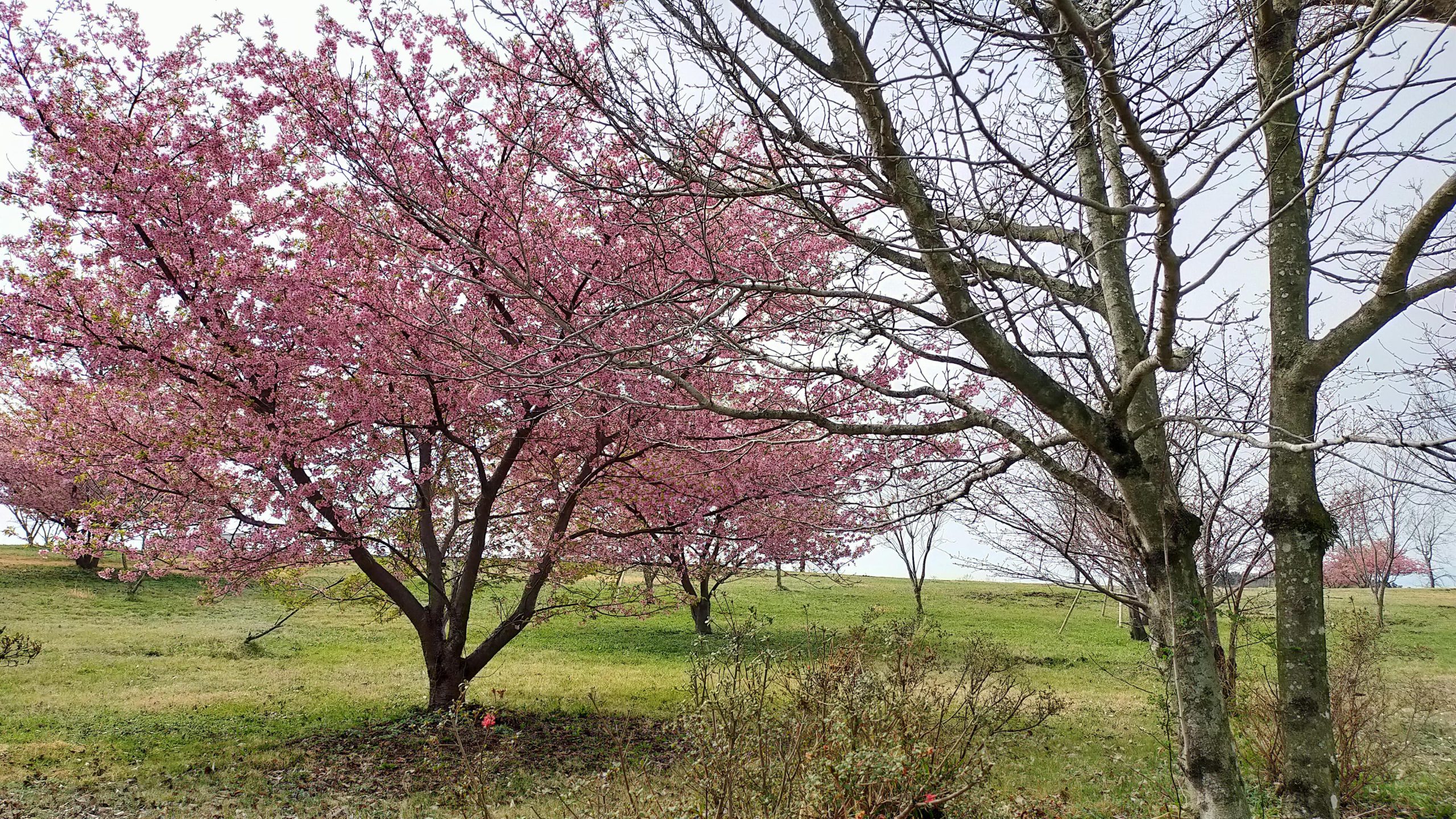 再春館パークの桜
