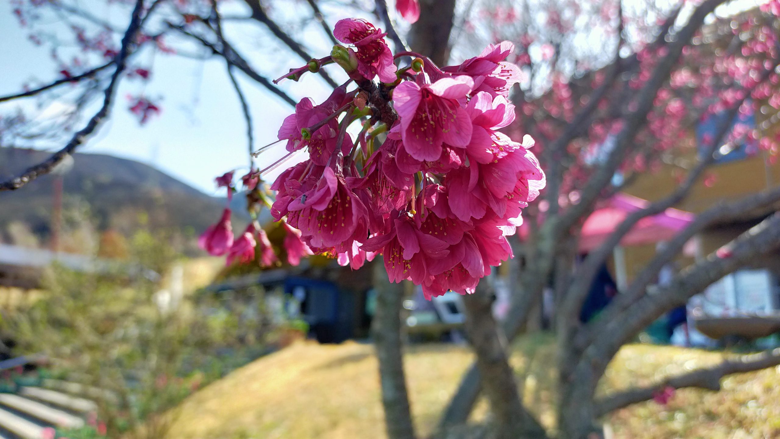萌の里 桜