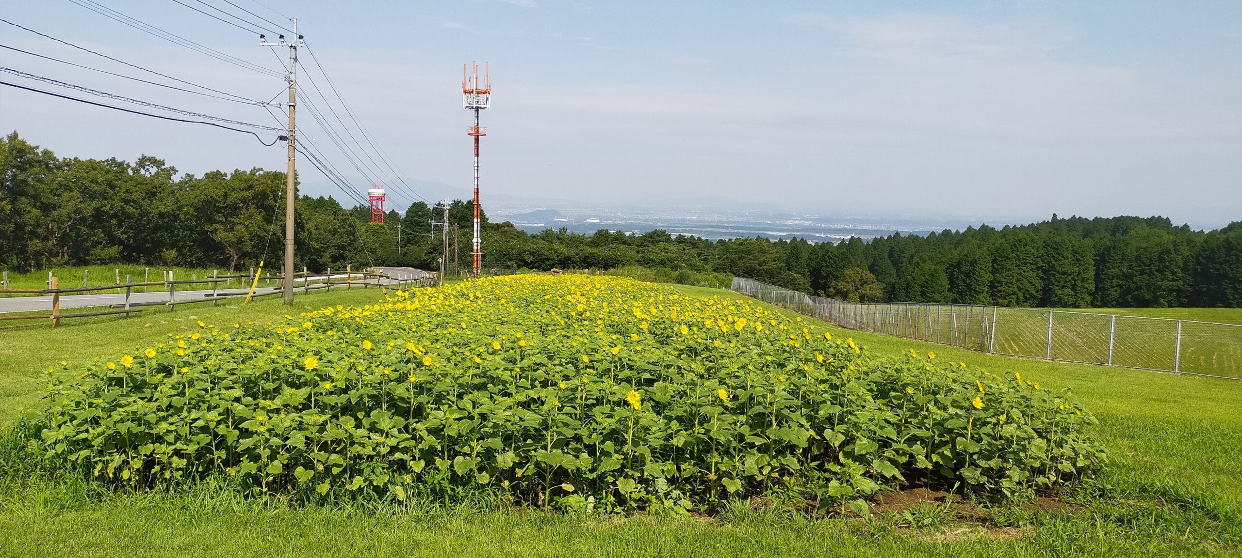ミルク牧場 ひまわり畑