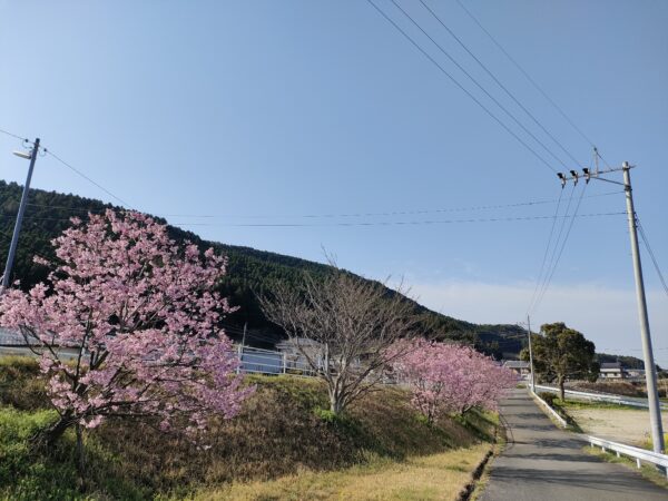 西原村の桜