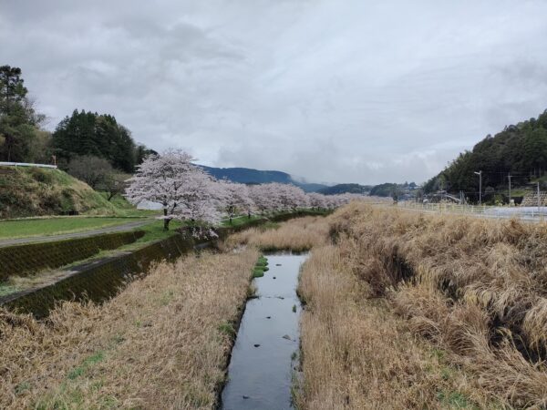 木山川沿いの桜