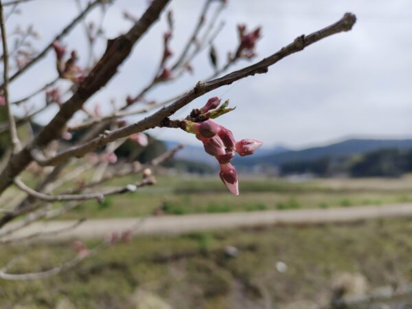 鳥子の１本桜