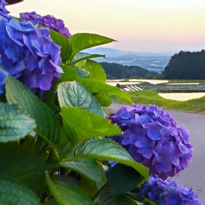 紫陽花と棚田