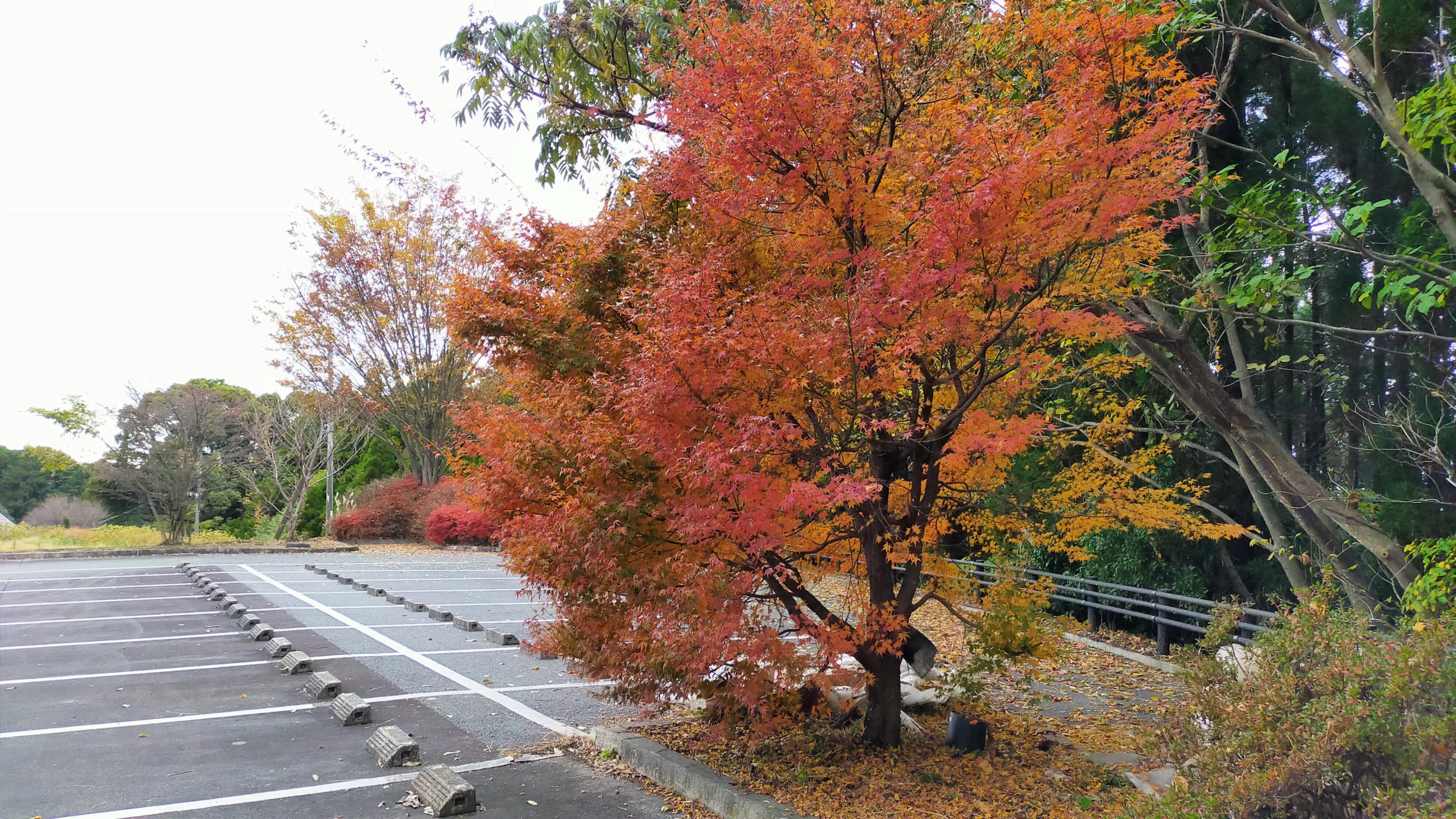 白糸の滝　駐車場の紅葉