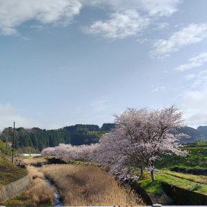 木山川の桜開花状況