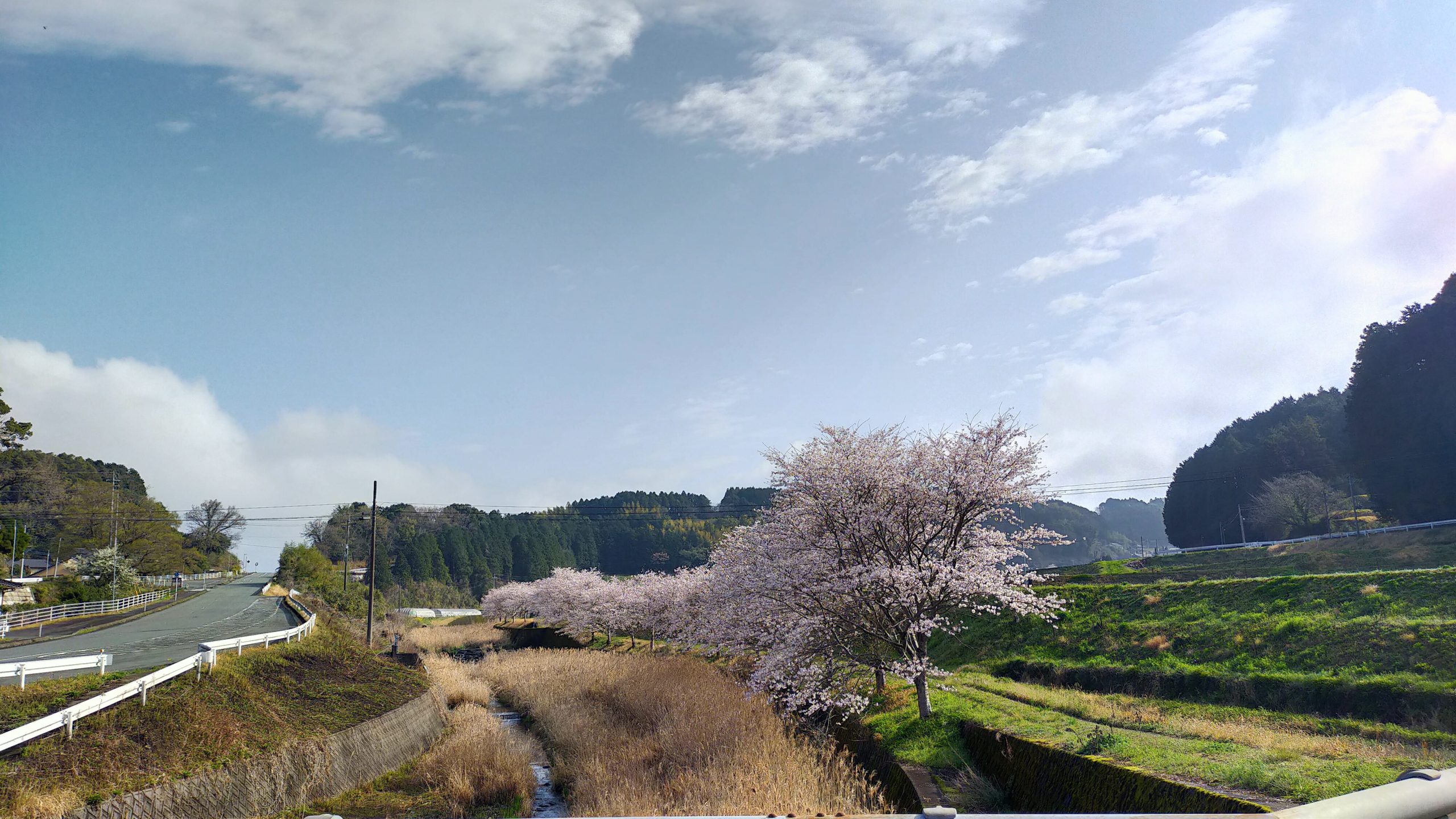 木山川の桜開花状況