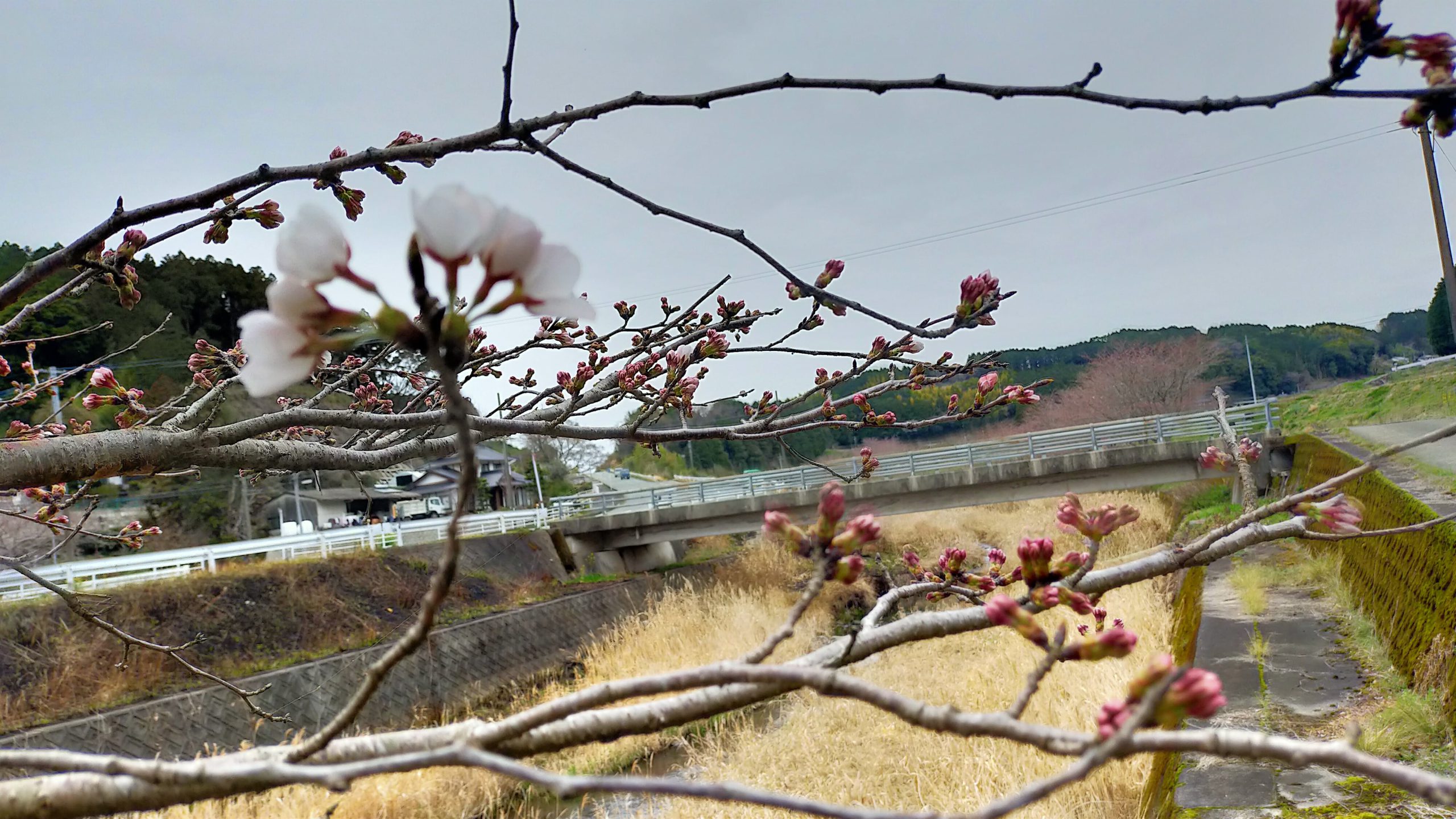 木山川沿いの桜開花前