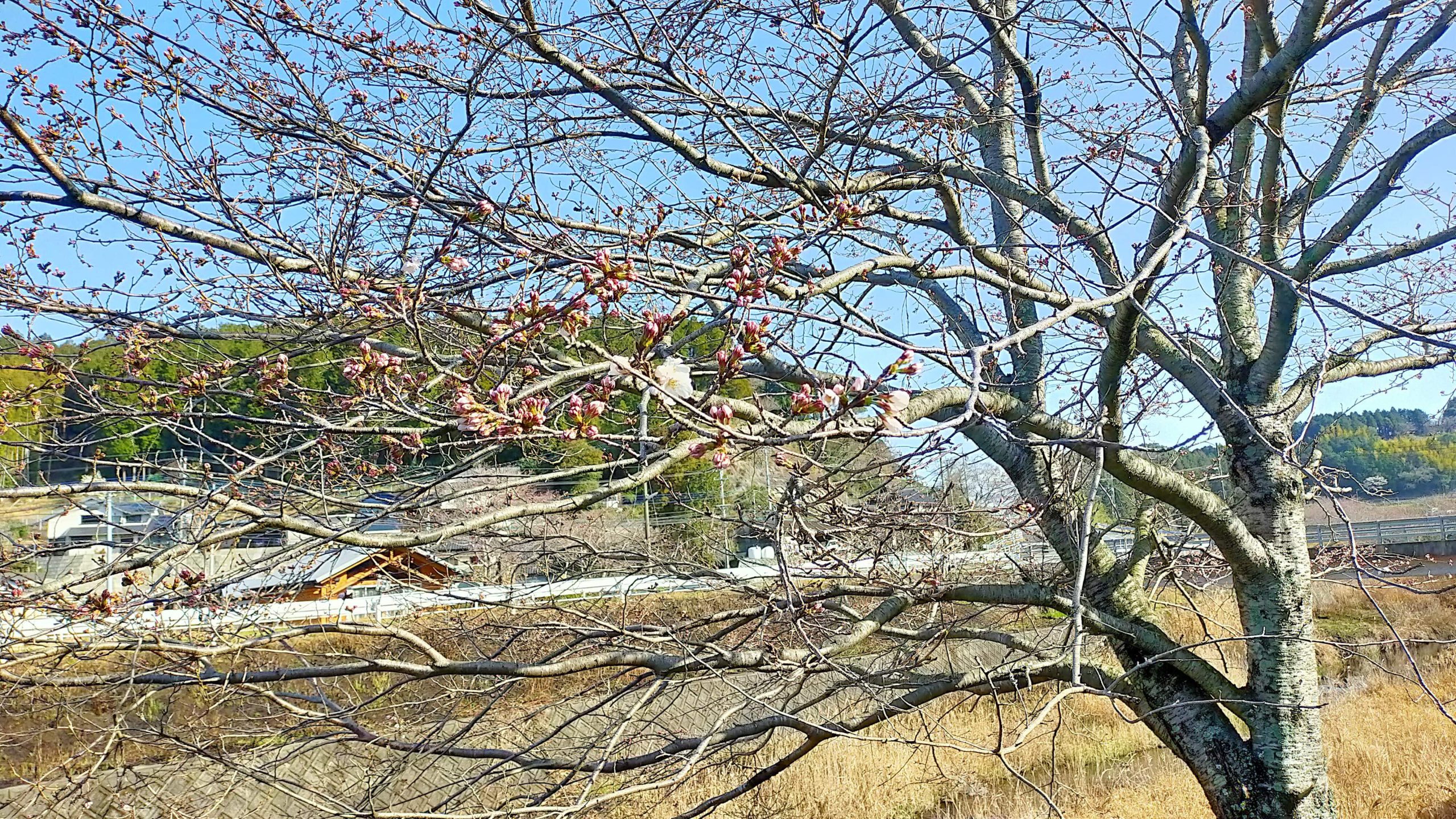 木山川沿いの桜