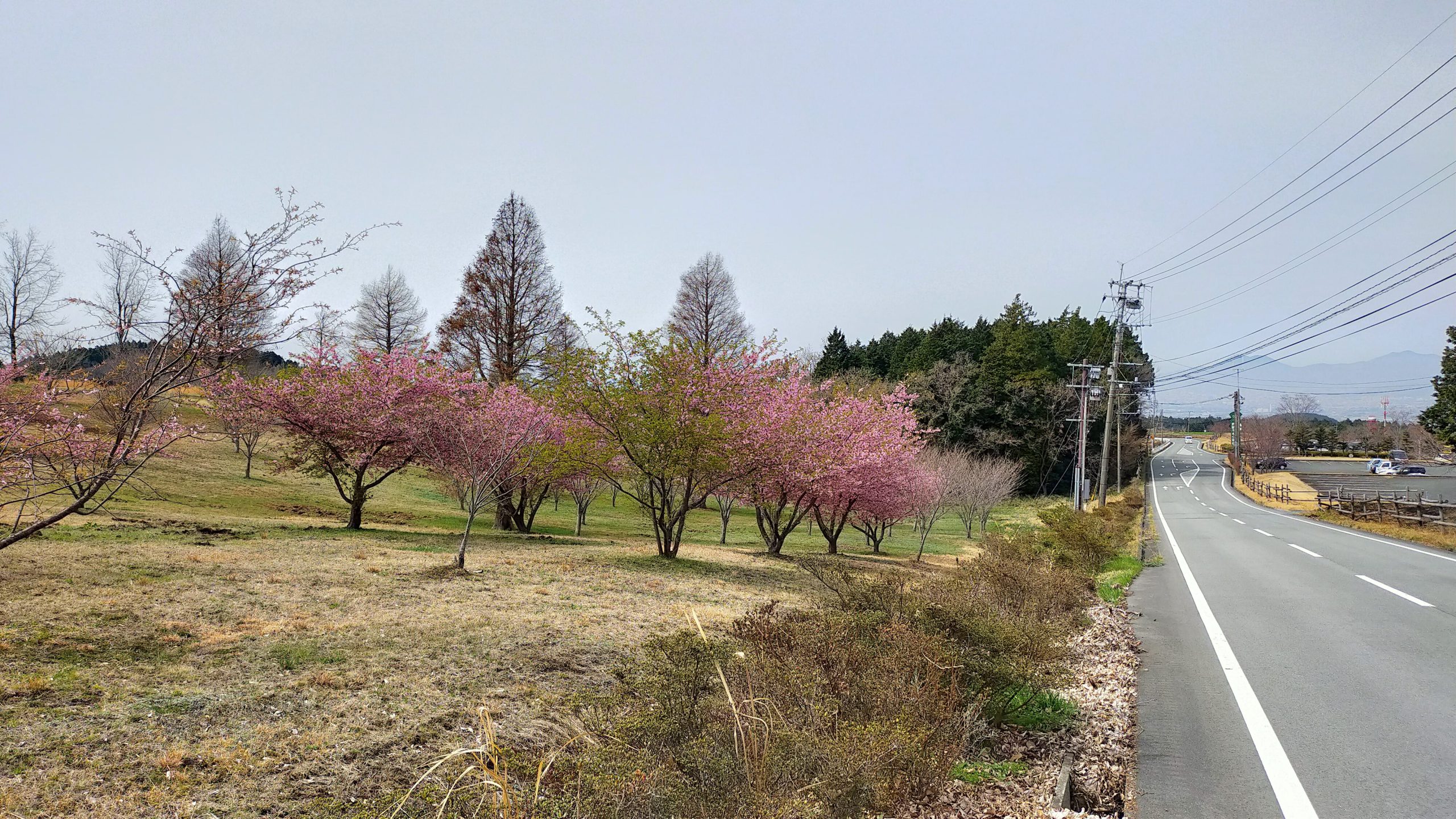 再春館パークの桜