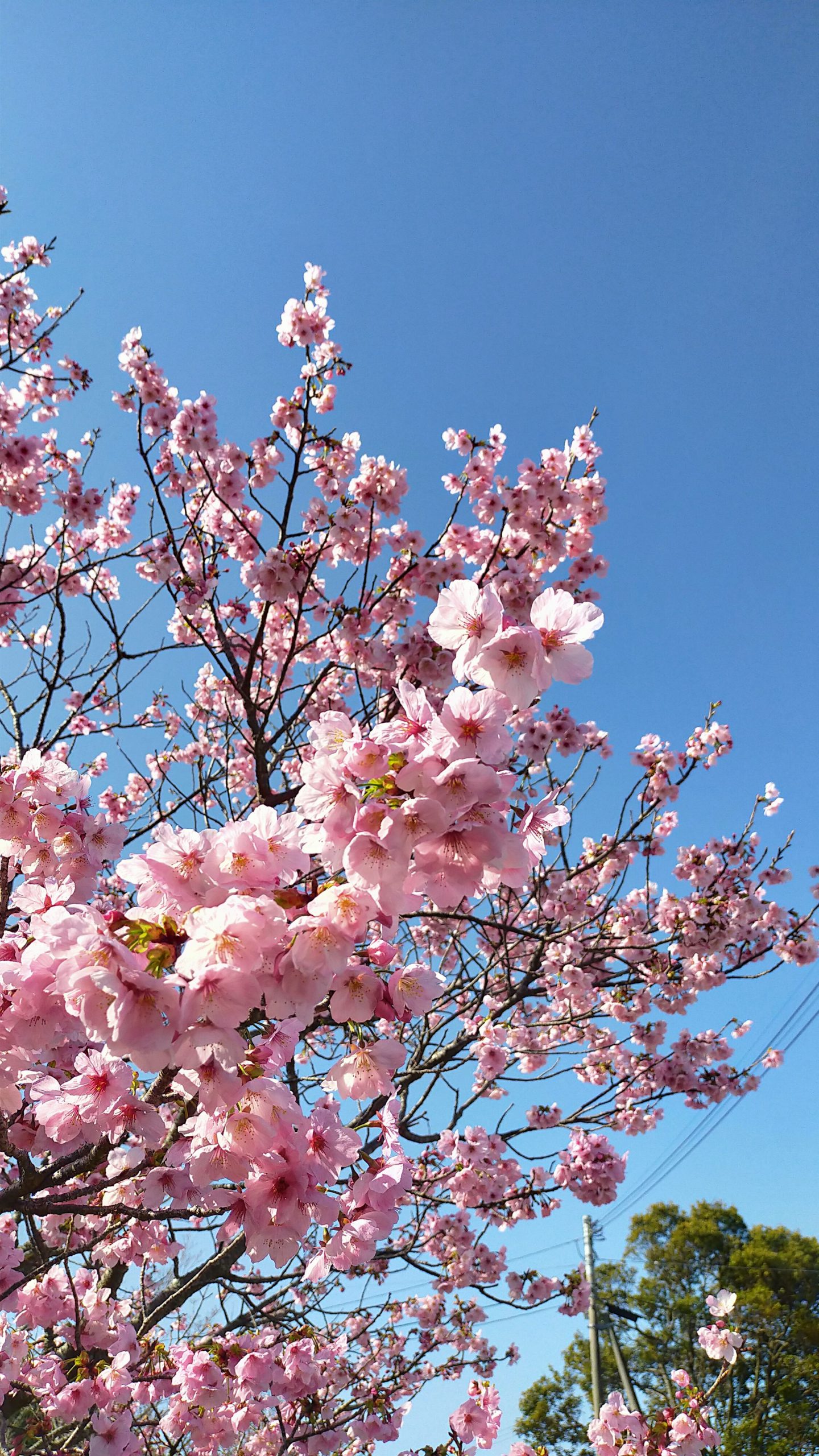 風当地区の桜