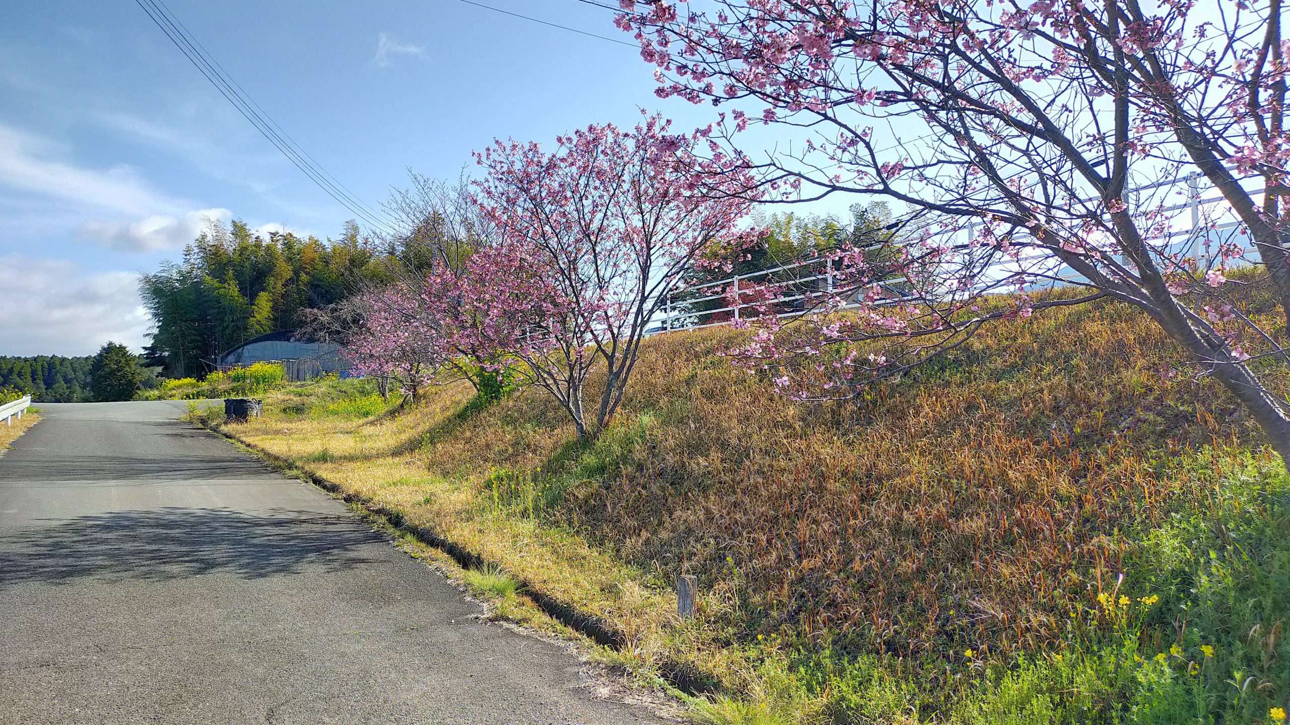 風当地区の桜