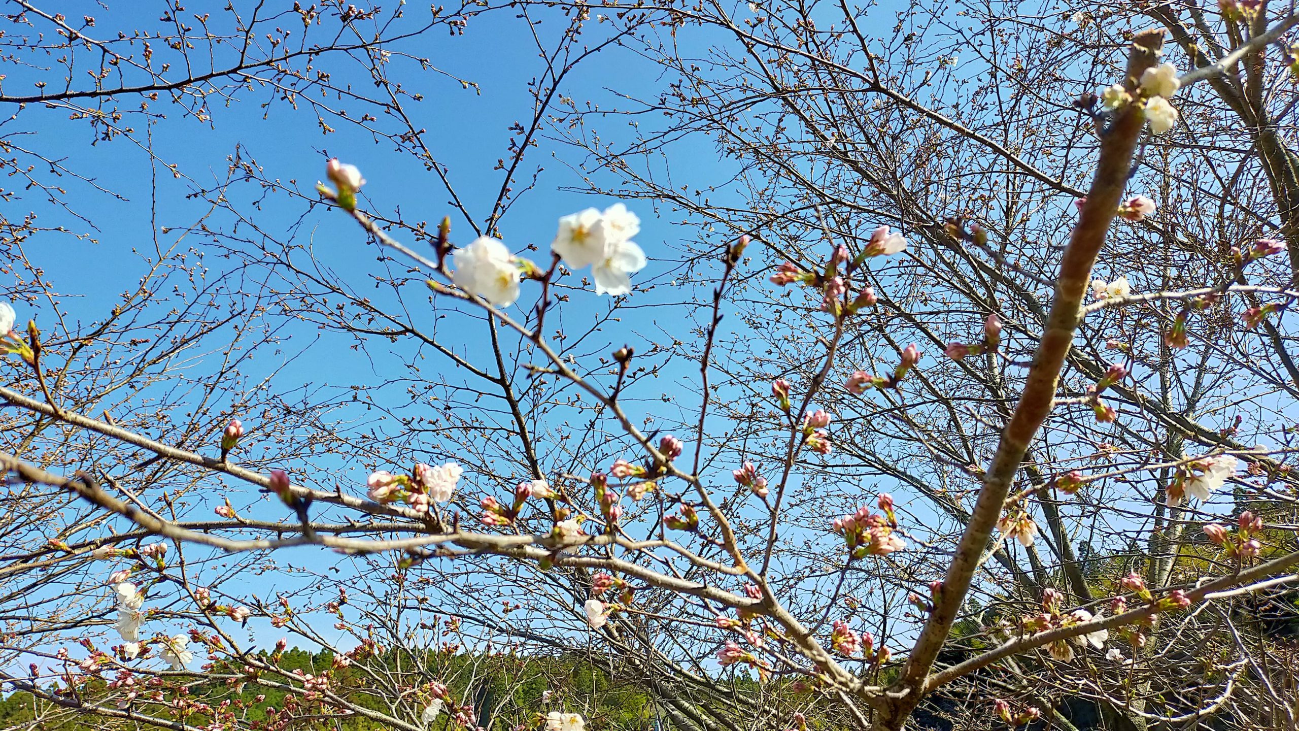 鳥子地区の桜