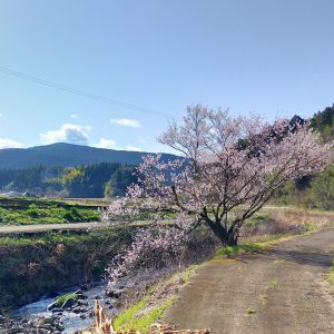 鳥子地区の一本桜
