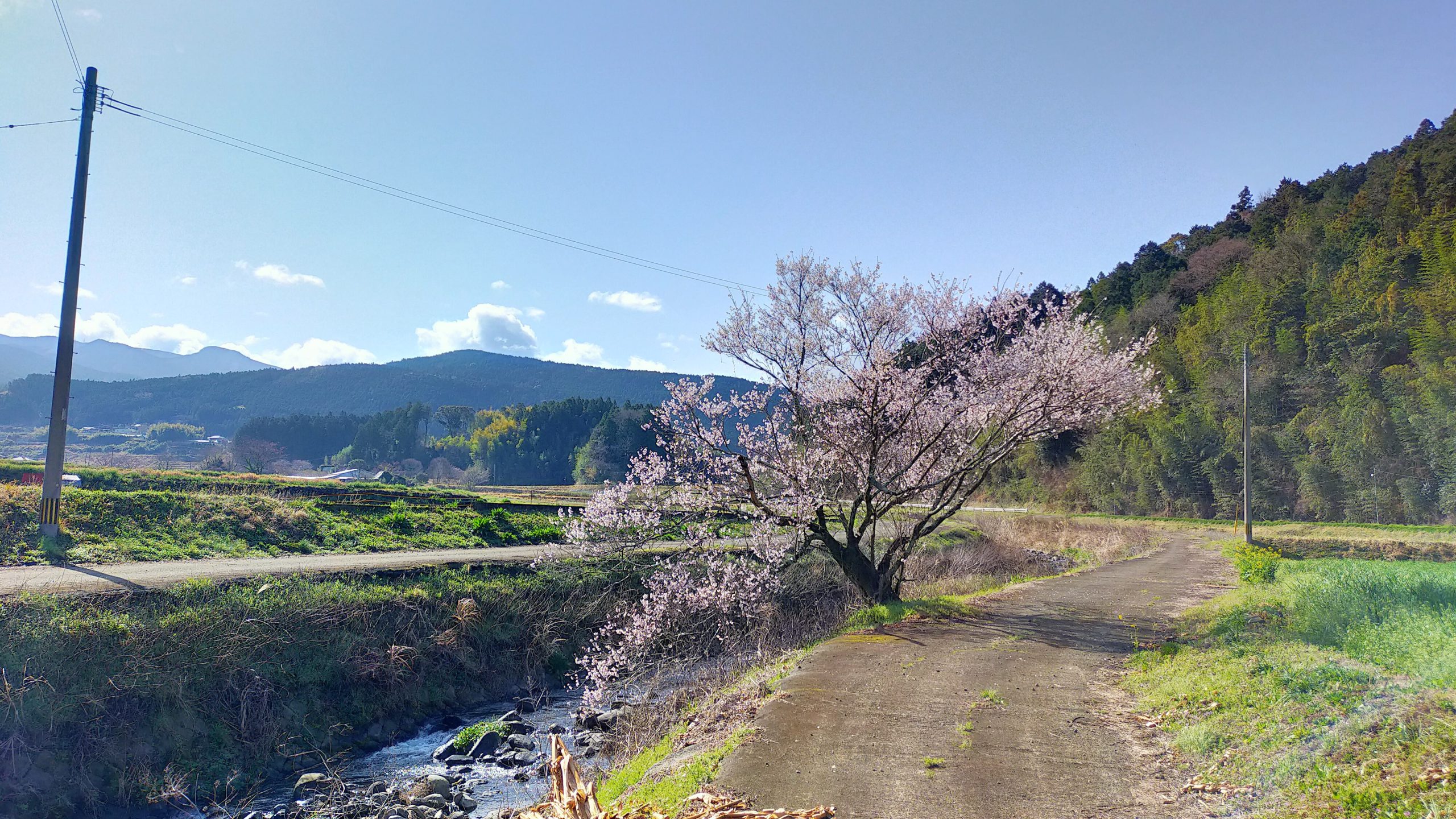 鳥子地区の一本桜